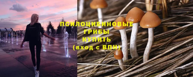 купить наркотик  Оса  omg как зайти  Псилоцибиновые грибы Psilocybe 